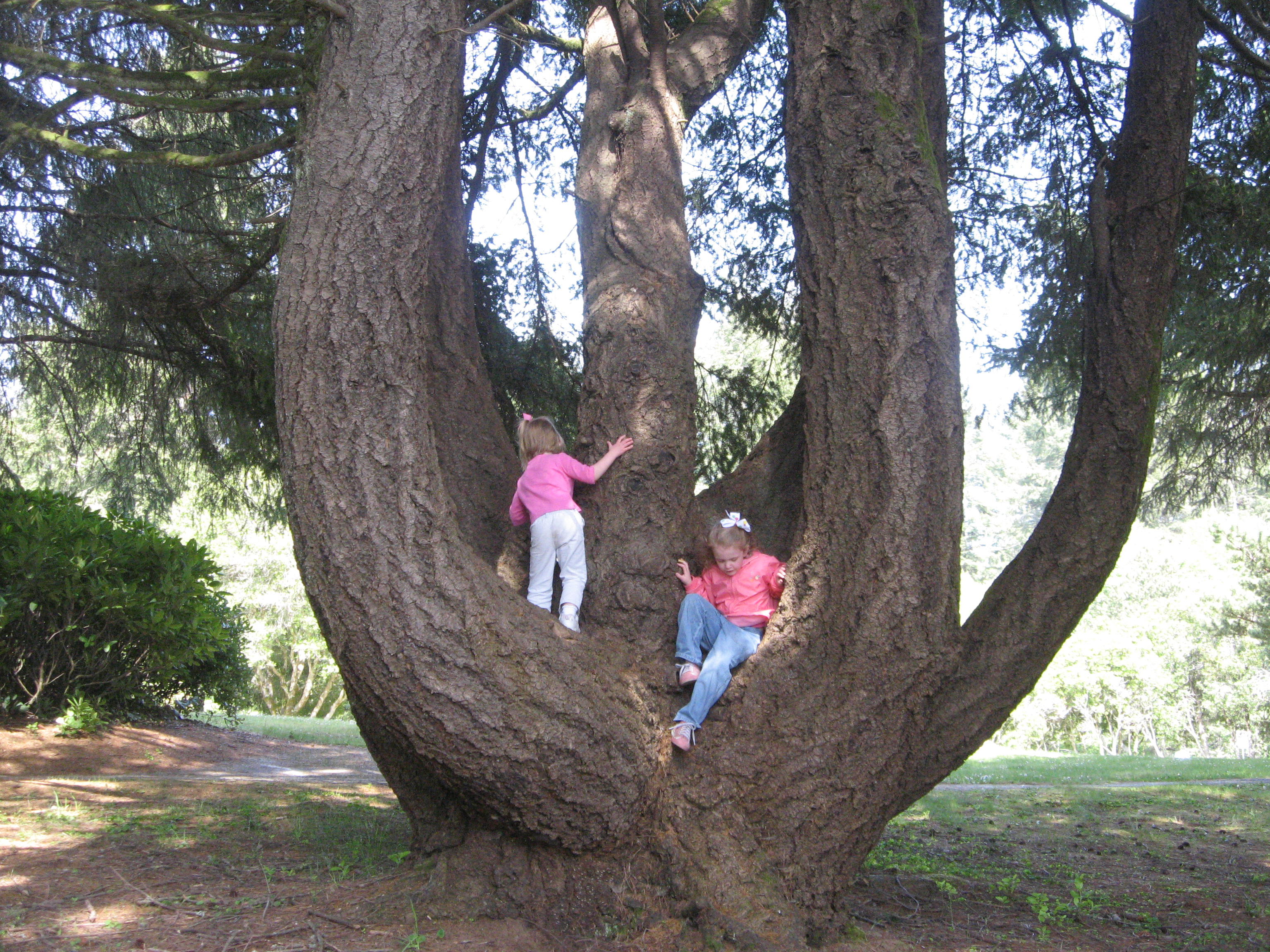 2008_05_09 Brookings rest stop tree.jpg